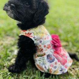 Cavapoo and Cockapoo Puppies from Benji’s Cockapoos