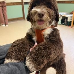 Brahmi - Australian Labradoodle