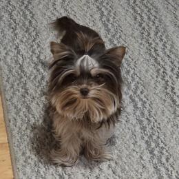 Yorkshire Terriers from Bridget Dykema