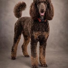 Hatsya (Guardian Home) - Phantom female Poodle puppy in Spring Hills, Florida from The Olympus Standard Poodle