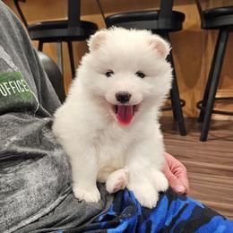 Aspen - White and biscuit female Samoyed puppy in West Jordan, Utah from Rocky Mountain Samoyeds
