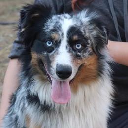 Gideon - Australian Shepherd