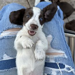 Dachshund Puppies from Twisted C’s Dachshunds