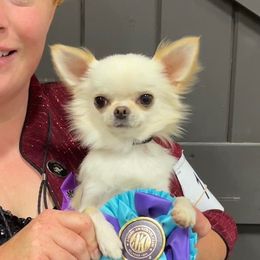 Isaac - Chihuahua