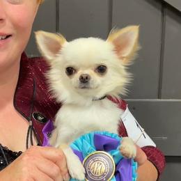 Isaac - Chihuahua