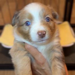 Rosé - Red merle female Miniature Australian Shepherd puppy in Massapequa, New York from All That Auss Mini Aussies