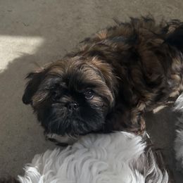 Shih Tzu Puppies from CID Love