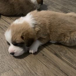 Boy 3 - Red Pembroke Welsh Corgi puppy in Anniston, Alabama from Southern Corgi