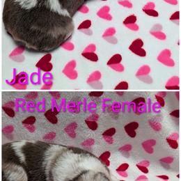 Jade - Red merle female Australian Shepherd puppy in Squaw Valley, California from A&M Australian Shepherds