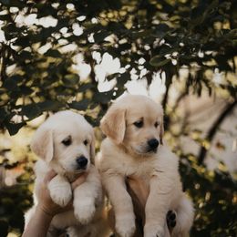 Golden Retriever Puppies from Rosemary Goldens