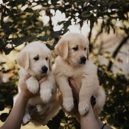 Golden Retriever Puppies from Rosemary Goldens