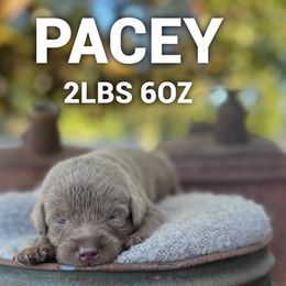 Pacey - Silver male Dilute Retriever puppy in Puyallup, Washington from 12 Door Farm Labradors