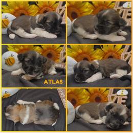 ATLAS - AKC - Chocolate sable male Havanese puppy in Verden, Oklahoma from Holcombs Puppy Ranch