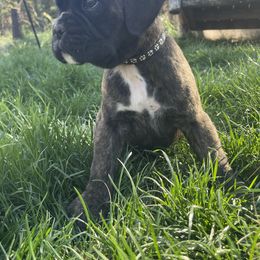 Galaxy - Brindle male Boxer puppy in Marion, Montana from Serendipity's European Boxers