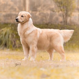 Lizzie - Golden Retriever