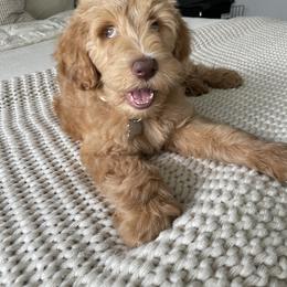 Goldendoodle Puppies from Lundee Doodles