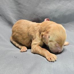 Polly - Apricot female Goldendoodle puppy in Georgetown, Tennessee from Georgetown designer and purebred puppies