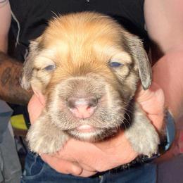 Boy 1 - LH shaded cream - Cream male Dachshund puppy in Pierson, Florida from Michelle’s Mini Dachshunds