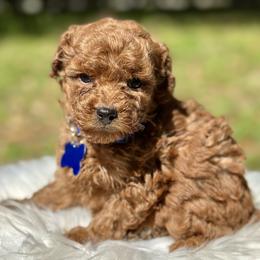 Shishito - Red  male Poodle puppy in Palm Beach County, Florida from Benji’s Cockapoos