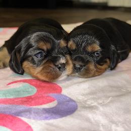 Cavalier King Charles Spaniel Puppies from Parkside Cavaliers