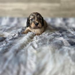 Prancer - Brindle male Dachshund puppy in Indianapolis, Indiana from Homegrown Hoosier Kennels