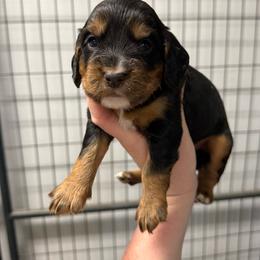 Bingo - Black and tan male English Cocker Spaniel puppy in Lake City, Florida from Ryndal & Co.