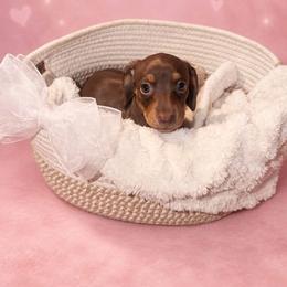 Ini - Chocolate and tan female Dachshund puppy in Lakeland, Florida from Elite Doxies Florida
