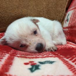 Link - Red speckled female Australian Cattle Dog puppy in Mena, Arkansas from Red Desert Australian Cattle Dogs