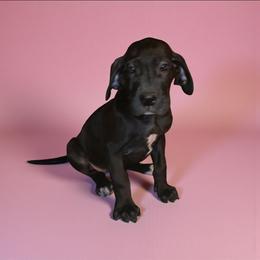 Jodie - Black female Great Dane puppy in Walker, Louisiana from La Rebel Danes