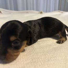 Brady - Black and tan male Dachshund puppy in Sebring, Florida from Mini Weenies