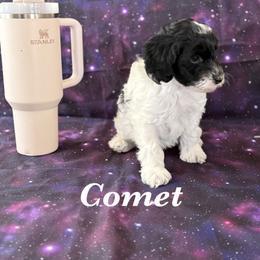 Comet - Tri-color male Cavapoo puppy in Sun City, Arizona from AZ Cavapoos