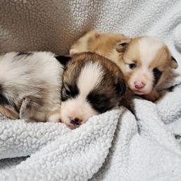 Girl 1 - Sable female Pembroke Welsh Corgi puppy in Kansas from Lindsey Martin