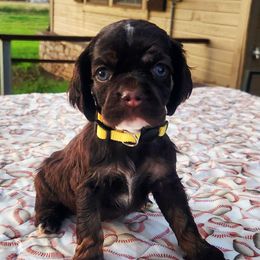 Yellow Girl - Brown white and tan female Cocker Spaniel puppy in Beggs, Oklahoma from Southern Country Cockers