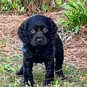 Boykin Spaniel Puppies from Dixie Darlin Boykins
