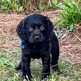 Boykin Spaniel Puppies from Dixie Darlin Boykins