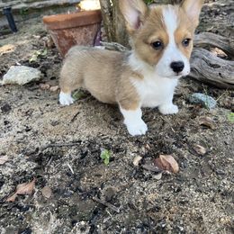 Pembroke Welsh Corgi Puppies from Kern River Corgis