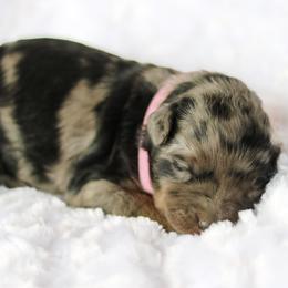 Moxie - female Australian Mountain Doodle puppy in Crete, Nebraska from Doodles & Co