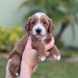 Snow - Red  female Goldendoodle puppy in Palm Harbor, Florida from Macis Golden Doodles