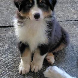 KINGSLEY - Black tri-color male Australian Shepherd puppy in Elk Creek, Missouri from Hearts on Fire Australian Shepherds