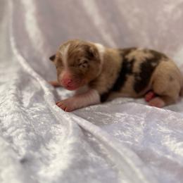 Ginger - Red merle female Australian Shepherd puppy in Mount Vernon, Texas from RJ's Aussie Posse