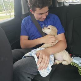 Poodle Puppies from Windy Oak Kennels