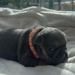 Orange collar - Tricolors female French Bulldog puppy in Salisbury, Maryland from 77 Frenchies Maryland
