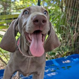Girl 4 - Silver gray Weimaraner puppy in Jupiter, Florida from Khepri Weimaraners