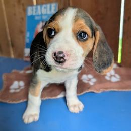 Sir Kay - Black tan and white male Beagle puppy in Colville, Washington from Rosehaven Homestead