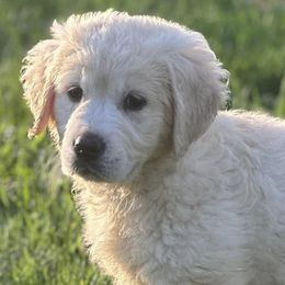 Golden Retrievers from C&L Golden Retriever Puppies