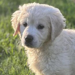 Golden Retrievers from C&L Golden Retriever Puppies