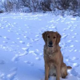 Golden Retriever All Grown Up from Grayling Golden Retrievers