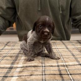Girl 3 - Brown and gray female Wirehaired Pointing Griffon puppy in Shelley, Idaho from Western Gundogs