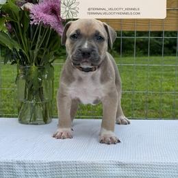 Whiskey - Blue fawn male American Bully puppy in Virginia from Terminal Velocity Kennels LLC