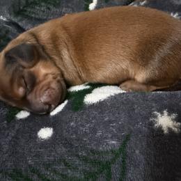 Boy 3 - Red male Dachshund puppy in Whitehouse, Texas from Daschund Pups